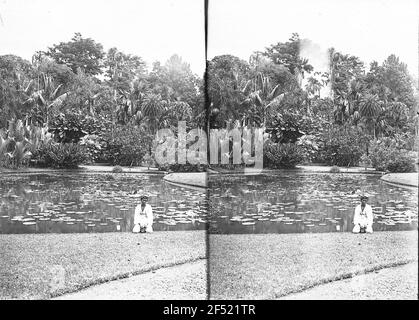 Buitenzorg (Bogor), Java / Indonesien. Botanischer Garten (1817, K. G. K. Reinwardt). Lokatoren am Lotustich gegen Parkpartie mit Palmen. Stereo Stockfoto