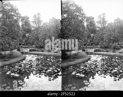 Buitenzorg (Bogor), Java / Indonesien. Botanischer Garten (1817, K. G. K. Reinwardt). Lotustich mit Brücke. Stereo Stockfoto