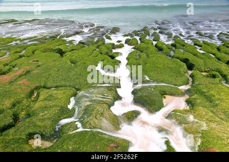 Laomei Green Reef, vulkanisches Gestein mit saisonalen Algen im Shimen District, New Taipei City, Taiwan Stockfoto