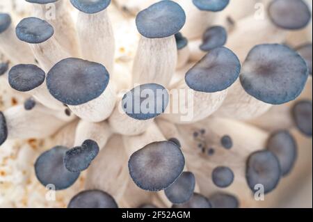 Kleine Austernpilze beginnen zu wachsen Stockfoto