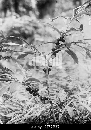 Echter Sidelbast (Daphne mezereum), Obststand Stockfoto