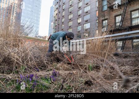 New York, Usa. März 2021, 23rd. Einer der Freiwilligen nimmt an der Vorbereitung Teil. Das Gartenbauteam und die Freiwilligen von High Line bereiten den Park im Rahmen des jährlichen Spring Cutback auf die Frühjahrssaison vor. Sie entfernen getrocknete Blätter, schneiden getrocknete Pflanzen von Hand zurück, um Boden und Pflanzen zu erhalten und Platz für neues Frühjahrswachstum zu schaffen. Pflanzen und recycelte Pflanzenreste werden kompostiert und im gesamten Park in den Boden zurückgeführt, um die Gesundheit der Gärten der High Line zu fördern. (Foto von Lev Radin/Pacific Press) Quelle: Pacific Press Media Production Corp./Alamy Live News Stockfoto