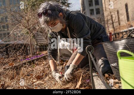 New York, Usa. März 2021, 23rd. Einer der Freiwilligen nimmt an der Vorbereitung Teil. Das Gartenbauteam und die Freiwilligen von High Line bereiten den Park im Rahmen des jährlichen Spring Cutback auf die Frühjahrssaison vor. Sie entfernen getrocknete Blätter, schneiden getrocknete Pflanzen von Hand zurück, um Boden und Pflanzen zu erhalten und Platz für neues Frühjahrswachstum zu schaffen. Pflanzen und recycelte Pflanzenreste werden kompostiert und im gesamten Park in den Boden zurückgeführt, um die Gesundheit der Gärten der High Line zu fördern. (Foto von Lev Radin/Pacific Press) Quelle: Pacific Press Media Production Corp./Alamy Live News Stockfoto