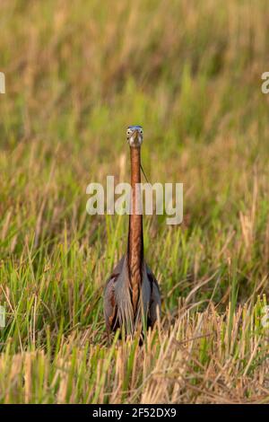 Der Purpurreiher (Ardea purpurea) ist eine weit reichende Art von Watvogel in der Familie der Reiher, Ardeidae. Stockfoto