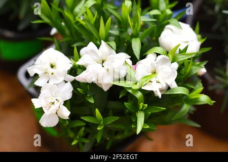 Weiße Nelkenblüten wachsen in einem Topf. Stockfoto