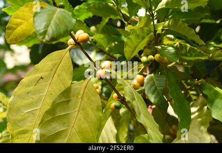 Coffea arabica Baum Frucht als arabischer Kaffee bekannt Stockfoto