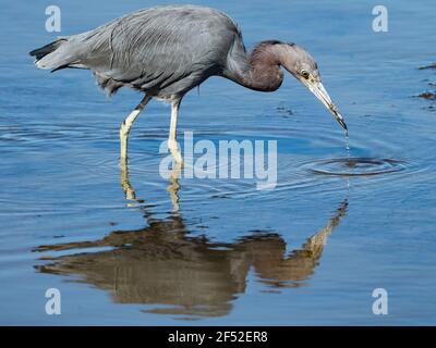 Kleiner Blaureiher, Egretta caerulea, entlang des San Diego Flusses, Ocean Beach, San Diego, Kalifornien, USA Stockfoto