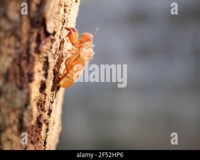 Cicada Schale der Häutung mit natürlichen grauen Hintergrund, leere Insektenlarvenschale auf braunem Baumstamm Stockfoto