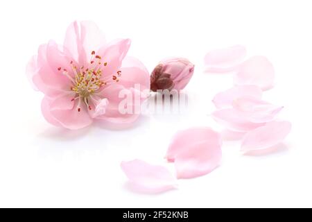 Japanische natürliche rosa Pfirsichblüten und Blütenblätter isoliert auf reinem weißen Hintergrund, Frühling Fotografie Stockfoto