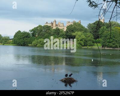 Zwei Blässhühner bauen am Linlithgow Loch in Schottland Stockfoto