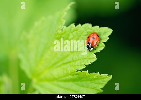 Marienkäfer Nahaufnahme mit Natur Hintergrund. Schöner Frühlingstag - Bild Stockfoto