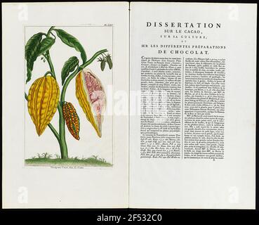 Theobroma cacao. Linn. Der Cocotier. / Dissertation über die Cacoa über Kultur und über verschiedene Schokoladenabteilungen Stockfoto