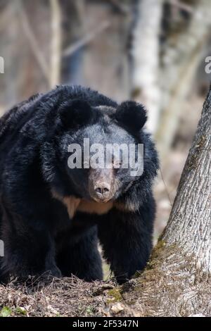 Asiatischer Schwarzbär (Ursus thibetanus) im Frühlingswald. Wildlife-Szene aus der Natur Stockfoto