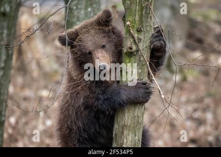 Schließen Bärenjunge klammert sich an die Seite des Baumes. Wildlife-Szene aus der Natur Stockfoto