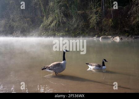 Zwei wilde Kanadagänse (Branta canadensis) im Willamette River an einem nebligen Frühlingsmorgen. Stockfoto