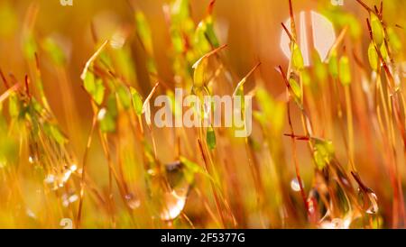 Makrofoto von Pohlia-Nutans-Moos auf Oberflächenhöhe mit Regentropfen, Tau, Wassertröpfchen. Frühling, Pflanzenhintergrund Stockfoto