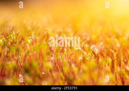 Makrofoto von Pohlia-Nutans-Moos auf Oberflächenhöhe mit Regentropfen, Tau, Wassertröpfchen. Frühling, Pflanzenhintergrund Stockfoto