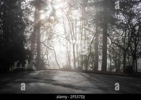 Sonnenstrahlen durchbrechen den mystischen Morgennebel im Wald. Stockfoto