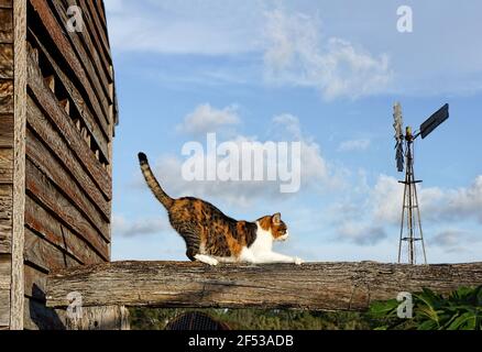 Eine Calico tabby Katze schärft seine Krallen auf einem hölzernen Zaun Schiene neben einem alten Wetterbrett Gebäude mit einer Windmühle. Stockfoto