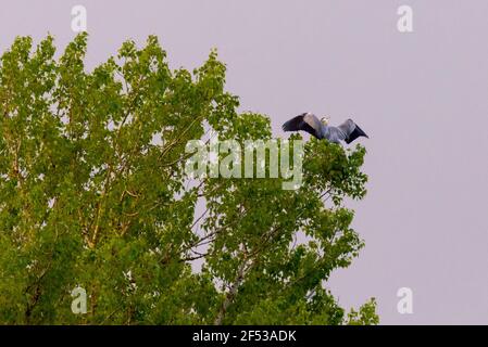 Grauer Reiher auf einem Baum sitzend. Wilder Vogel im Lebensraum Stockfoto