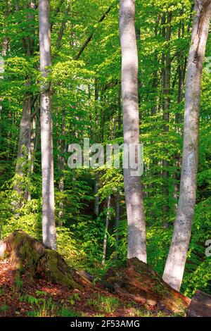 Buche mit frischem grünen Laub im Sonnenlicht. Schöne Natur Waldlandschaft im Frühjahr Stockfoto