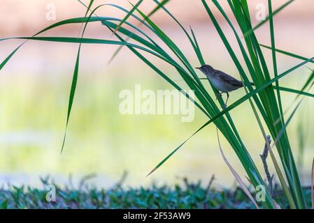 Rohrsänger, Acrocephalus scirpaceus, einzelner Vogel auf Ast. Stockfoto