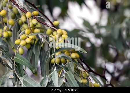 Elaeagnus commutata. Loch Silber. Zweig mit unreifen Beeren. Stockfoto