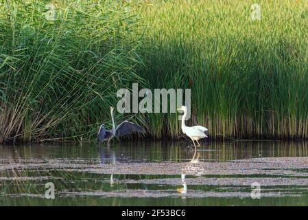 Zwei Reiher, Großreiher und Graureiher in einem See. Stockfoto