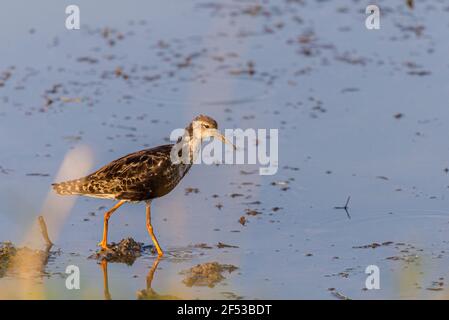 Ein juveniler Ruff oder Philomachus pugnax waten im seichten Wasser. Stockfoto