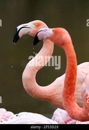 Tow Flamingo ein Blick auf eine andere Nahaufnahme Kopf schießen. Stockfoto