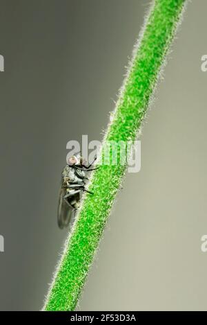 Makrofoto einer nach oben schauenden Hausfliege Stockfoto