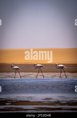 Flamingos vor den Dünen der namib in namibia Stockfoto