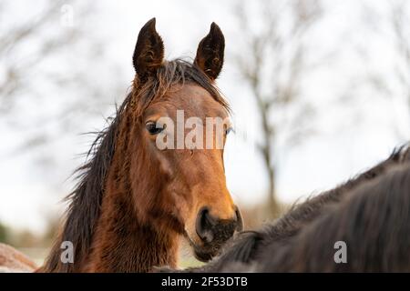 Der Kopf des braunen Pferdes blickt über die Mähne eines grauen Pferdes direkt in die Kamera. Pferde sind vom Schlamm und Gras schmutzig Stockfoto