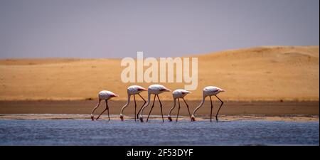 Flamingos vor den Dünen der namib in namibia Stockfoto