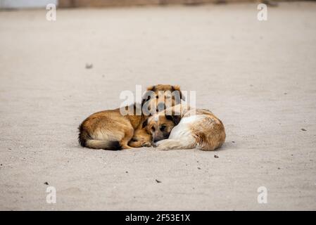 Zwei rote streunende Hunde liegen auf dem Sand und sonnen sich ineinander. Liebe Haustiere. Das Problem der obdachlosen Tiere. Stockfoto