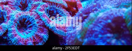 Makrofotografie der ACANTHASTREA ECHINATA Koralle im Riffaquarium unter blauem Licht.Selektiver Fokus. Stockfoto