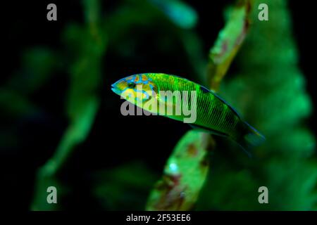 Sonnenuntergang Wrasse Fische aus nächster Nähe in einem Meerwasseraquarium Thalassoma Lutescens Stockfoto