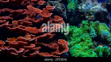Große Kolonie von Montipora-Korallen, kleine Polypen-Steinkorallen (SPS) Stockfoto