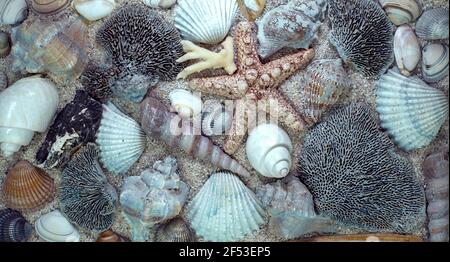 Top view  of different types of sea shells sea star corals on sand. Stockfoto
