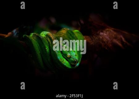 Grüne Baumschlange Python auf einem Baumzweig in einer Schattierung Wissenschaftlicher Name: Morelia viridis Stockfoto