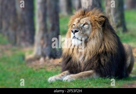 löwe liegt auf dem Gras und genießt das warme Sonnenlicht. Stockfoto