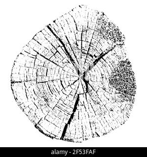 Baumwachstumsringe. Natürliches Schnittholz. Vektordarstellung. Stock Vektor