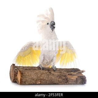 White cockatoo vor weißem Hintergrund Stockfoto