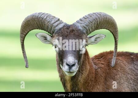 Der Europäische Mufflon - Ovis - orientalis musimon - ist die westlichste und kleinste Unterart von Mufflons, Widdern und Mutterschafen. Stockfoto