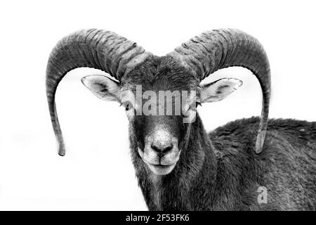 Vorderansicht in schwarz-weiß von einem Jungen Mufflon - Ovis - Musimon Stockfoto