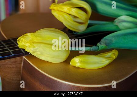 Fading Flowers und eine akustische Gitarre. Gelbe Tulpen liegen auf dem Gitarrensoundboard. Verblassende Popularität, vergessener Ruhm Konzept. Selektiver Fokus. Stockfoto