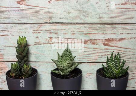 Drei verschiedene haworthia Sukkulenten in grauen Töpfen vor einem verzweifelten hellblauen Holzhintergrund mit Kopierraum. Stockfoto