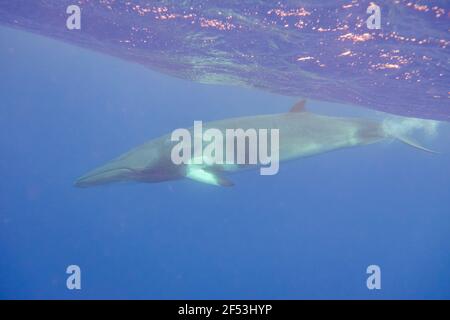 4 Nacht - Fly Dive Minke Whale Expedition - am frühen Morgen vor Anker in der Nähe des Leuchtturms Bommie, Great Barrier Reef Stockfoto