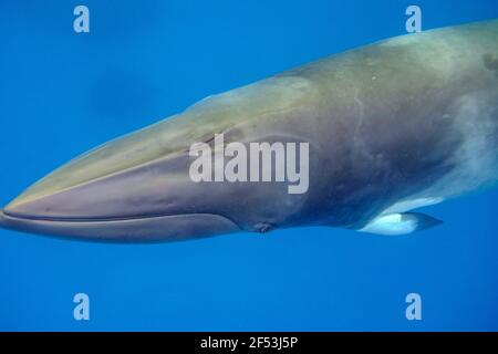 4 Nacht - Fly Dive Minke Whale Expedition - am frühen Morgen vor Anker in der Nähe des Leuchtturms Bommie, Great Barrier Reef Stockfoto