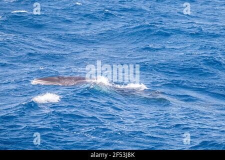 4 Nacht - Fly Dive Minke Whale Expedition - am frühen Morgen vor Anker in der Nähe des Leuchtturms Bommie, Great Barrier Reef Stockfoto